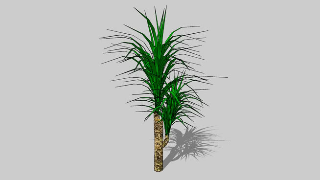 朱蕉属 sketchup植物模型 第1张